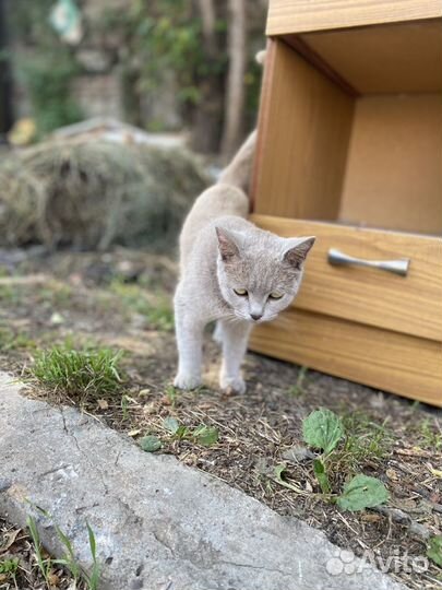 Кошечка с котенком в добрые ручки