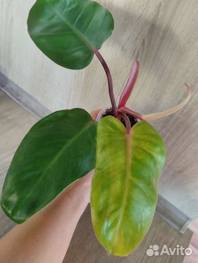 Филодендроны