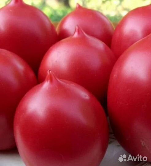 Томат Царский семена