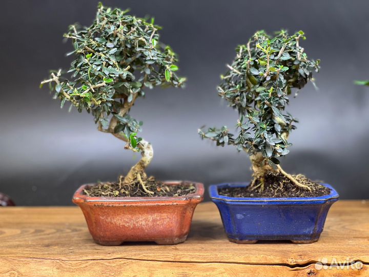 Бонсай Олива