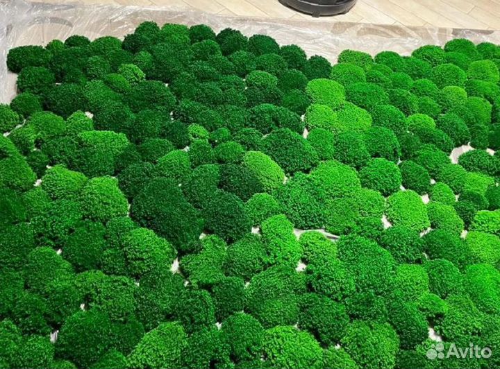 Мох кочки королевские производство