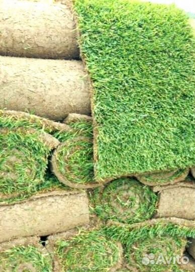 Рулонный газон
