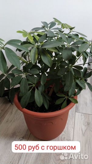 Продам цветы комнатные