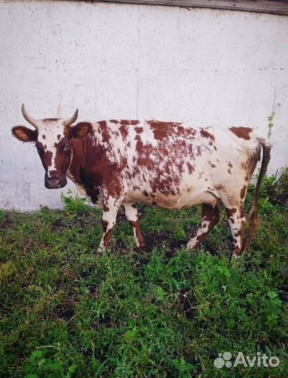 Продается нетель