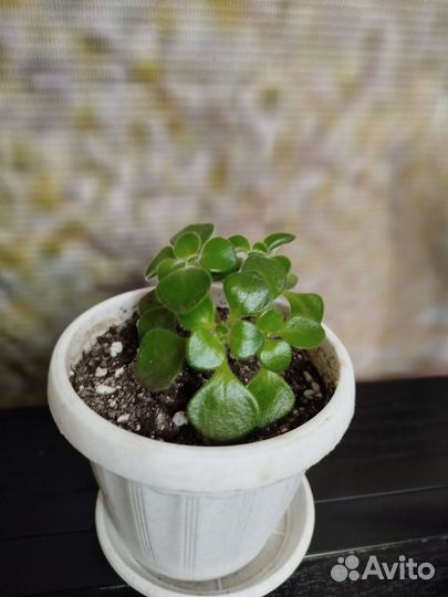 Комнатные цветы растения