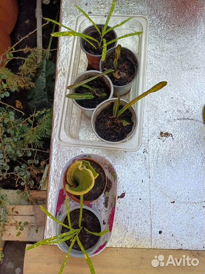 Комнатные цветы