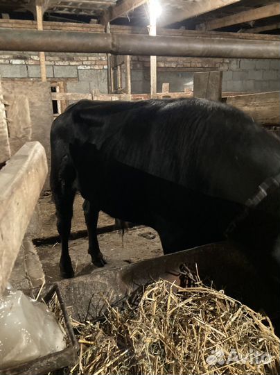 Породистые бычки на докорм