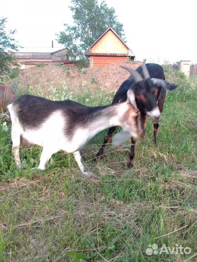 Козлик,козы