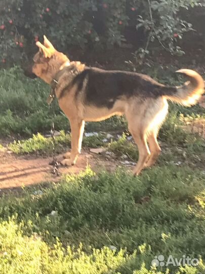 Собака охранник