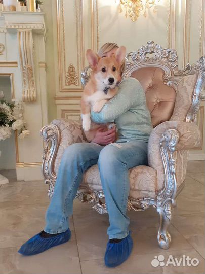 Фото сессия, праздники с королевскими корги