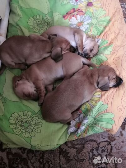 Продам щенков от таксы и полупинчера