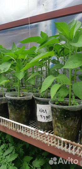 Рассада помидор огурцов перцев