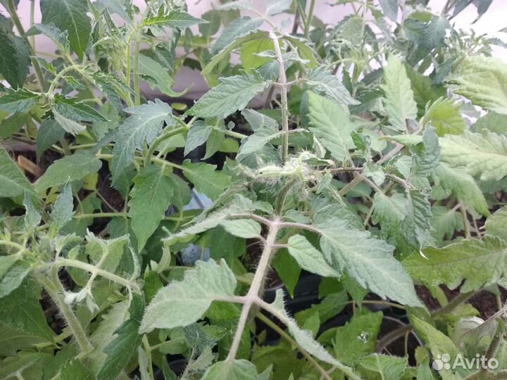 Рассада томатов