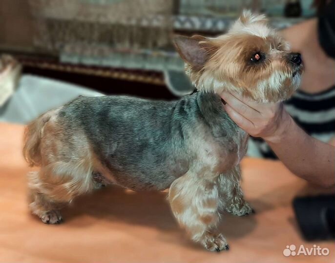 Стрижка собак. Груминг. С выездом