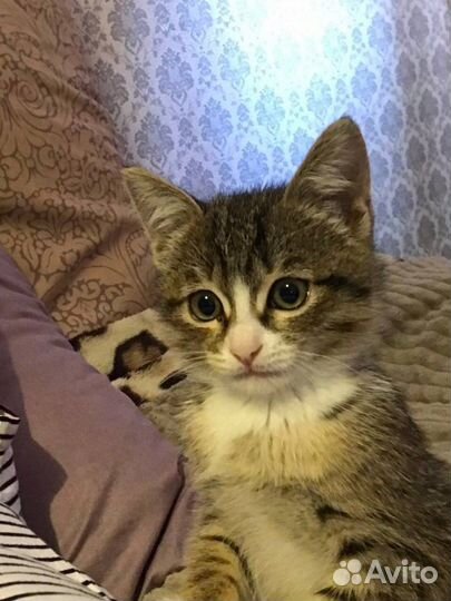 Кошка в добрые руки