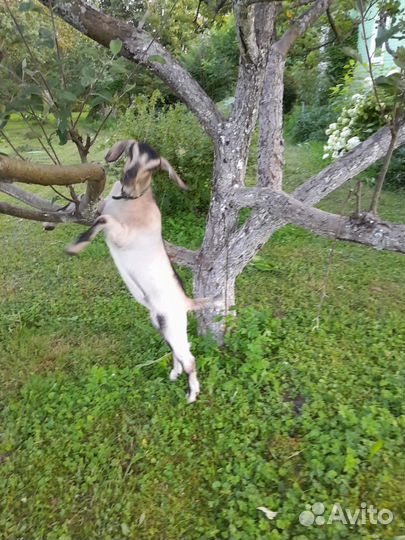 Козочки нубийки