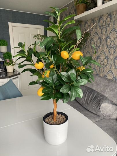 Лимонное дерево с плодами