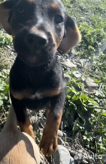 Девочка в добрые руки