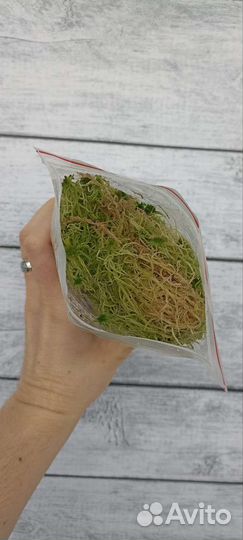 Мох сфагнум живой