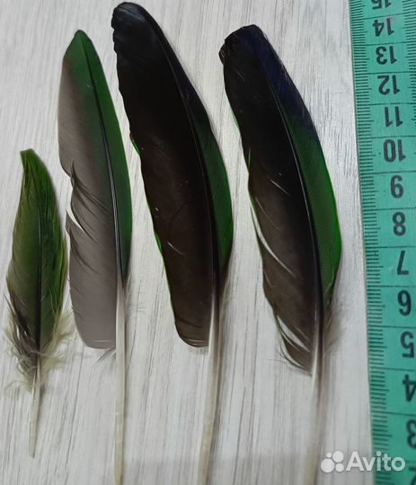Натуральные перья амазона 8 шт