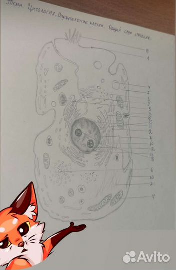 Рисунки для альбома по гистологии