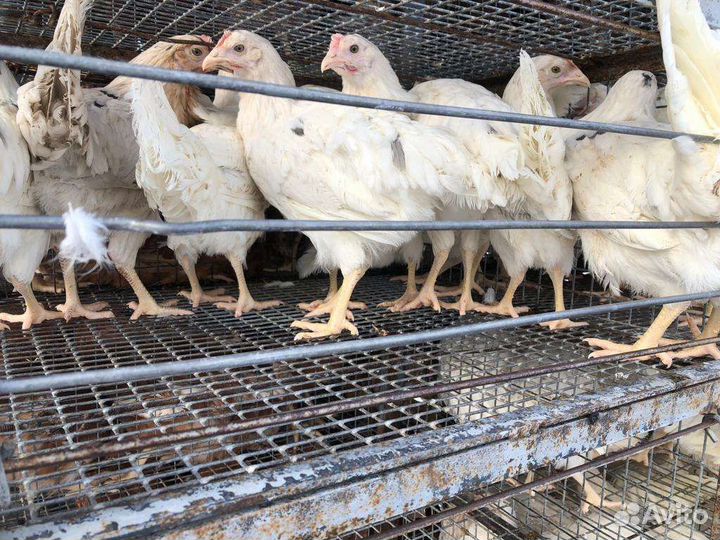 Продаем и принимаем заказы кур,Гус,ут,инд,бройл