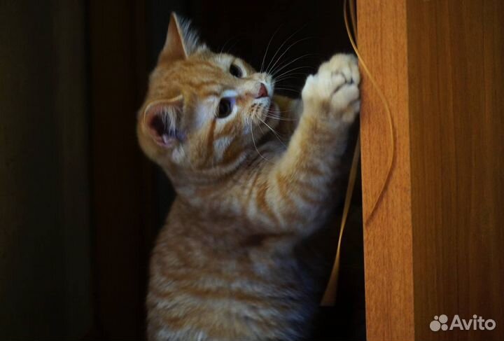 Очаровательная красотка Фанта