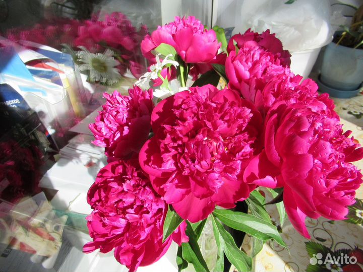 Пион как польза