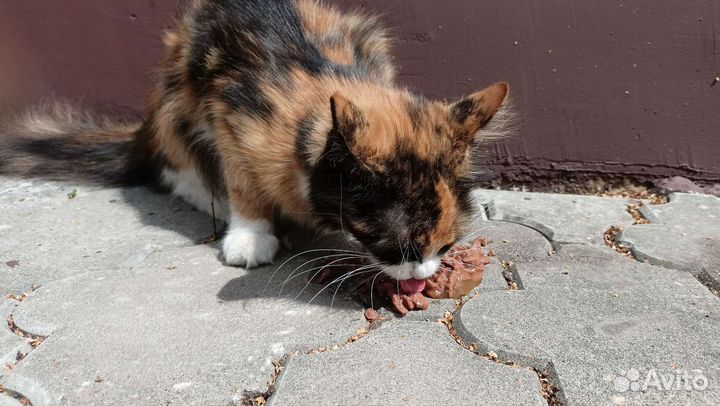 В добрые ручки