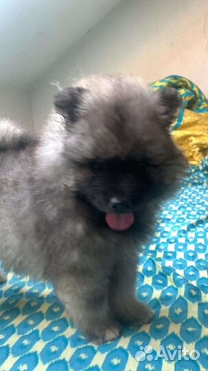 Щеночки вольфшпиц кеесхонд