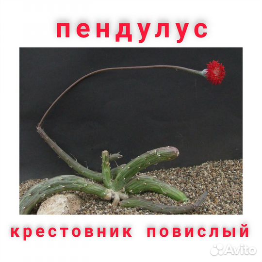 Крестовник повислый Пендулус