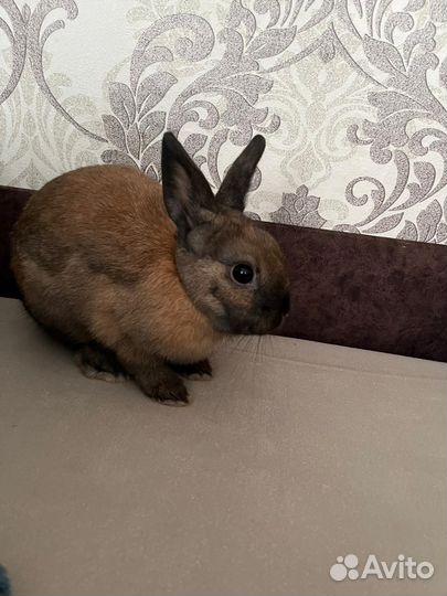 Продам декоративного кролика(самец)