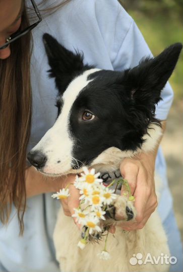 Щенок почти бордер-колли в добрые руки