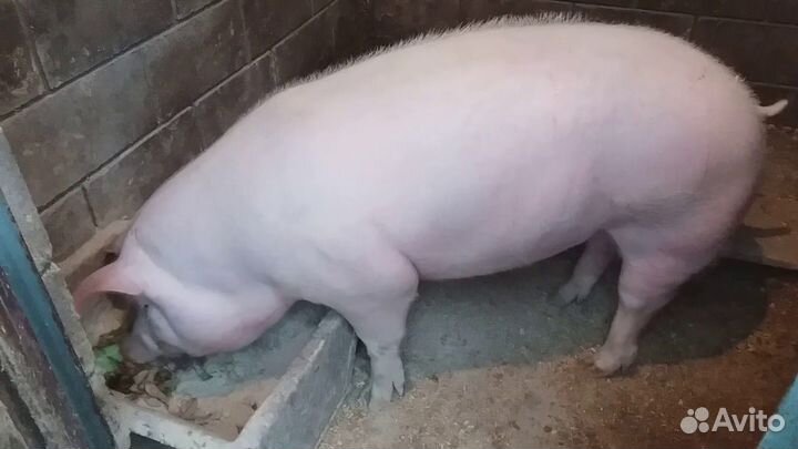 Мясо свинины домашнее