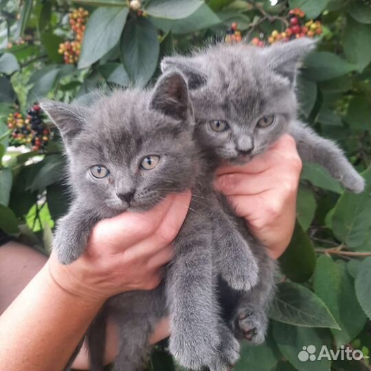 Британские котята,2месяца