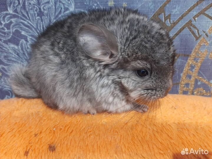 Шиншилла