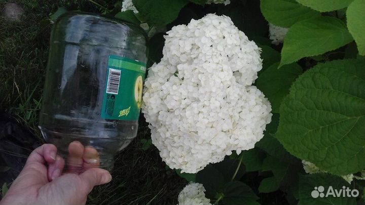 Гортензия древовидная Анабель