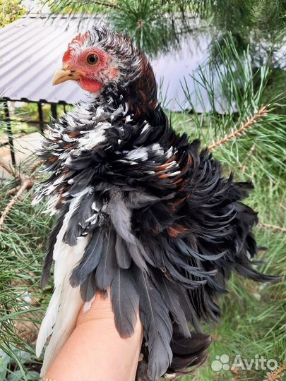 Карликовые кохинхины