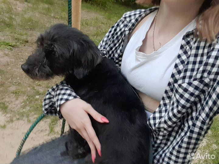 Собака в добрые руки отдам бесплатно