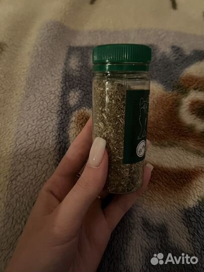 Кошачья мята для кошек