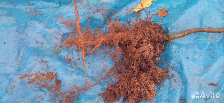 Саженцы дуба