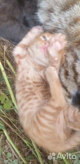 5 котят