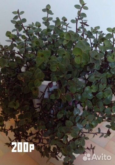 Комнатные цветы