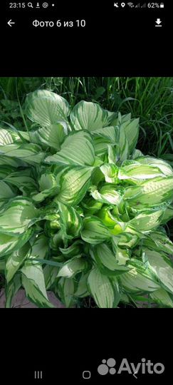 Цветы многолетники