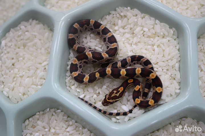 Маисовый полоз