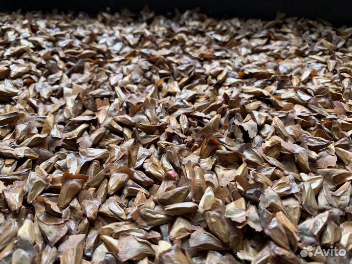 Семена пихты нордмана (кавказской)