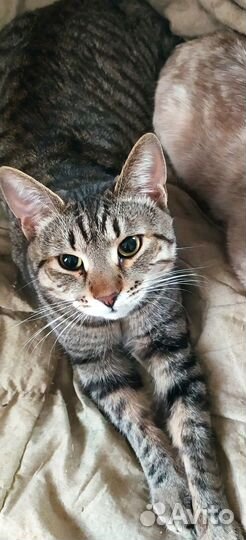 Отдам кота