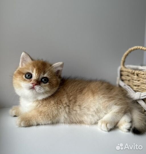 Британская золотая шиншилла ny12