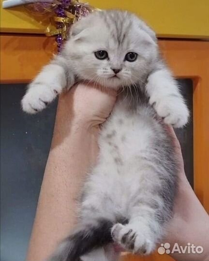 Шотландские котята