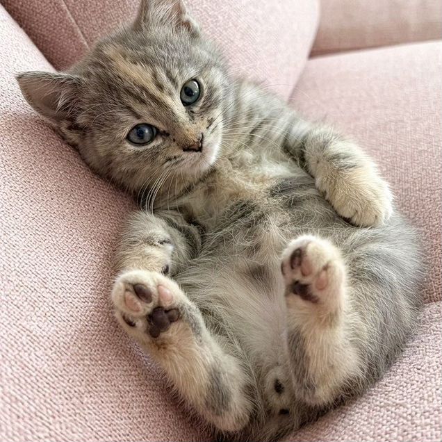 Котёнок в добрые руки
